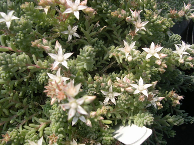 Sedum+diffusum+minor+form+1.jpg