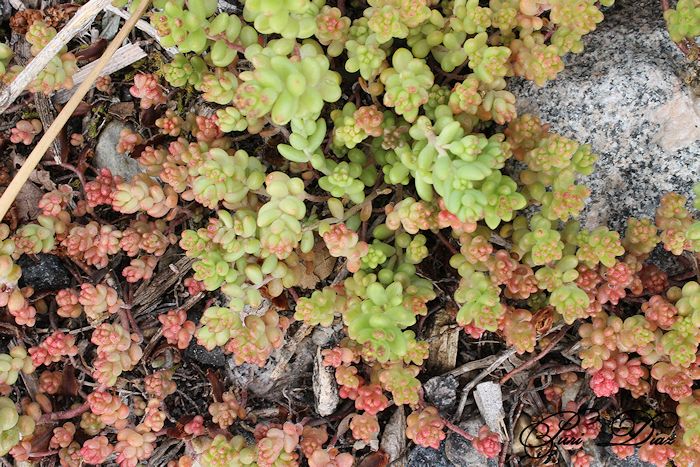 sedum+en+o+carreiro+17+mayo+2012+canon+eos+1100d.JPG
