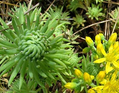 sedum-forsterianum.jpg