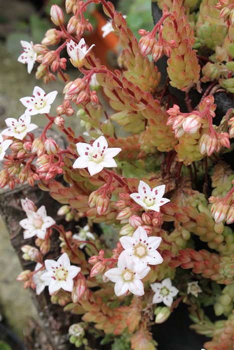 sedum+hirdutum+canon+eos+1100d+6+junio+2012+(1).JPG
