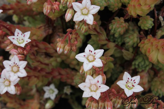 sedum+hirdutum+canon+eos+1100d+6+junio+2012+(5).JPG