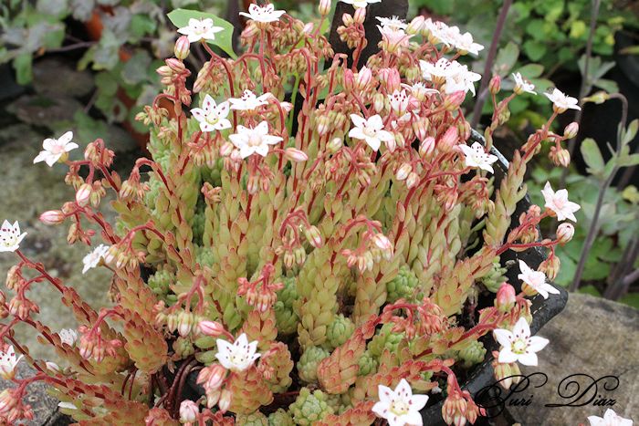 sedum+hirdutum+canon+eos+1100d+6+junio+2012+(7).JPG