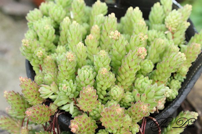 sedum+hirsutum+canon+eos+1100d+13+mayo+2012+(2).JPG