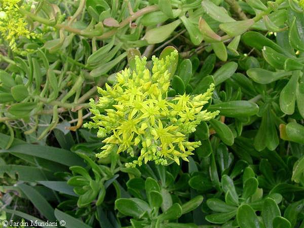 sedum-hort.jpg