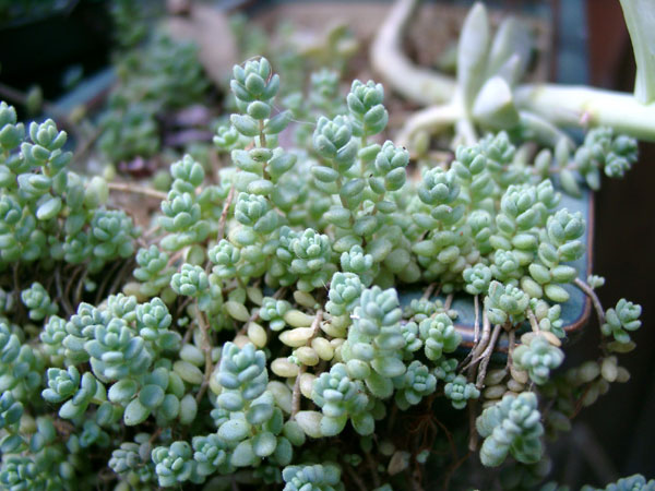 sedum-hoshibijin040902.jpg