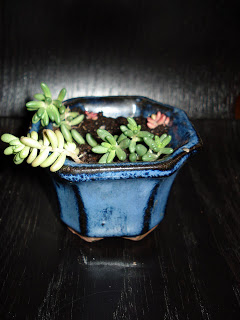sedum.jpg