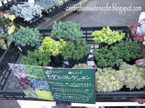 sedum.jpg