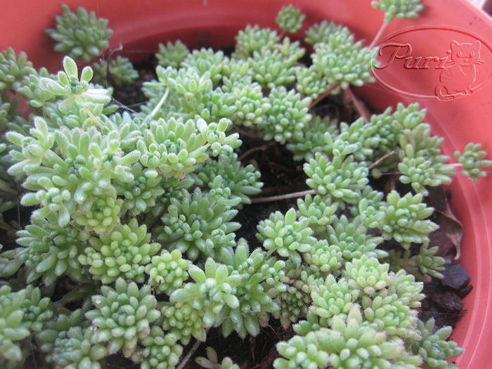 SEDUM.jpg