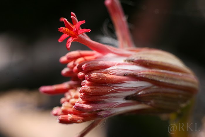 sedum.jpg