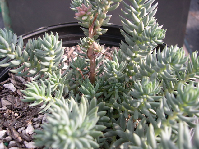 Sedum+luteolum+hegnaueri+1.jpg