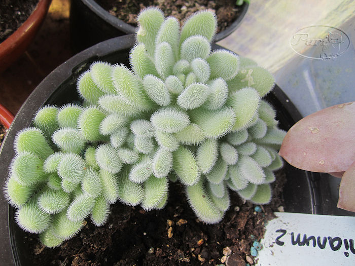 sedum+mocinianum.JPG