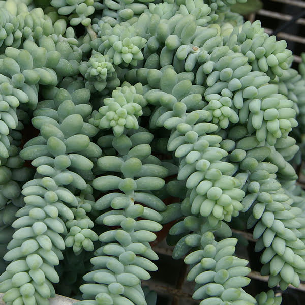 sedum-morganianum-burrito.jpg