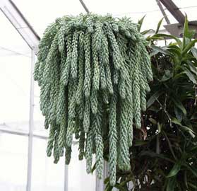 sedum-morganianum.jpg
