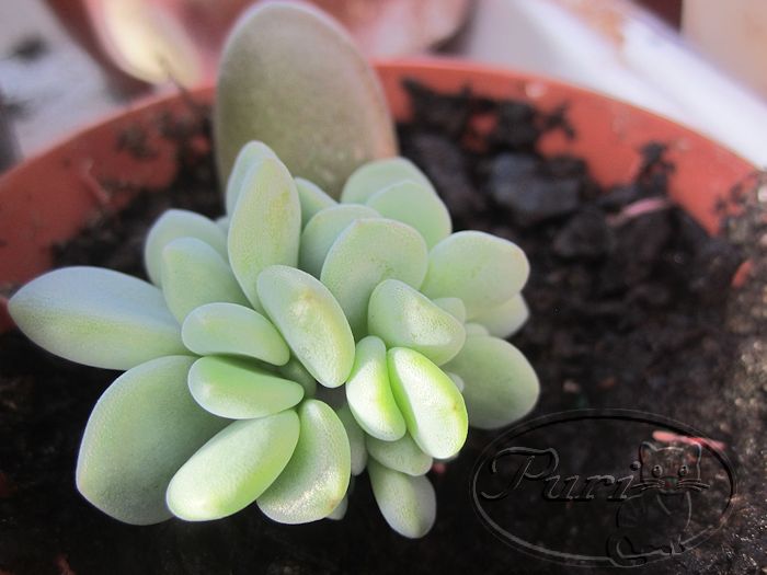 sedum+nussbaumerianum.jpg
