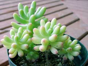 sedum-pachyphyllum.jpg