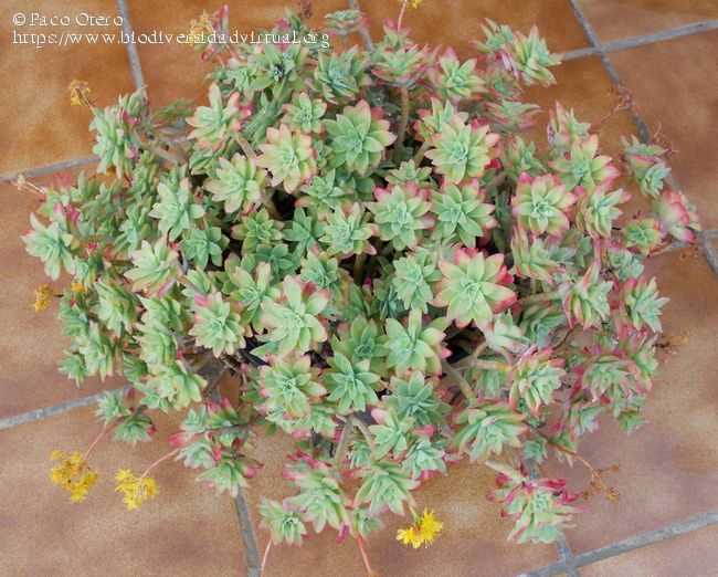 Sedum-palmeri-1-3-150935.jpg