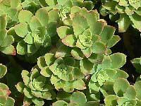 sedum-palmeri-2.jpg