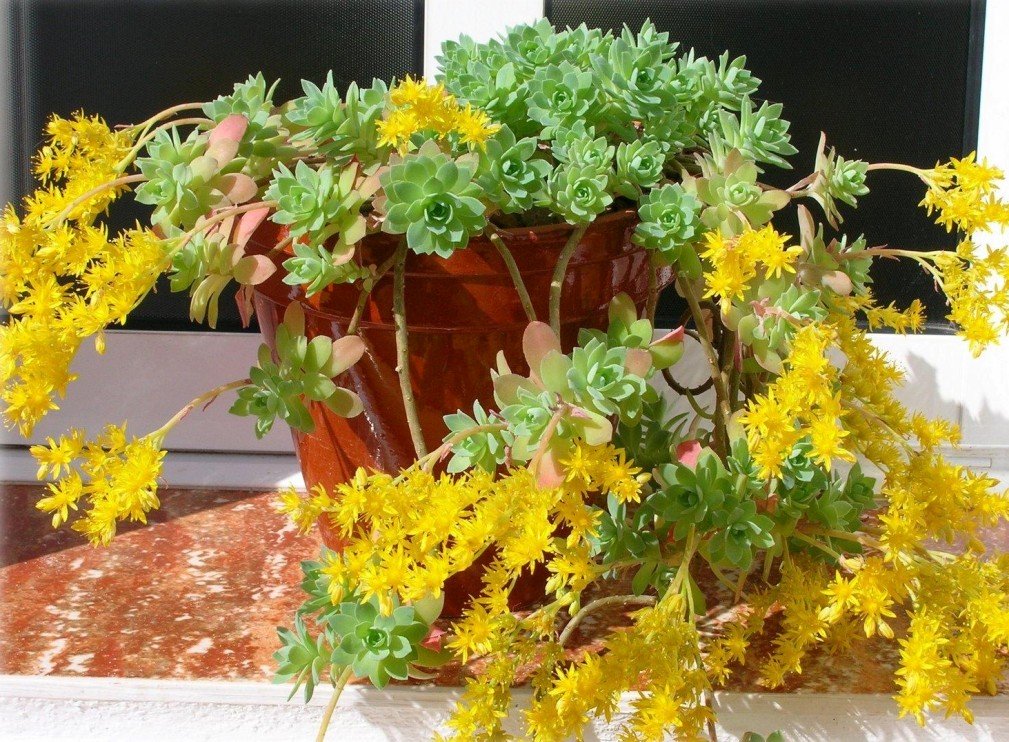 sedum-palmeri.jpg