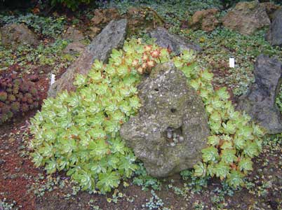 sedum-palmeri.jpg