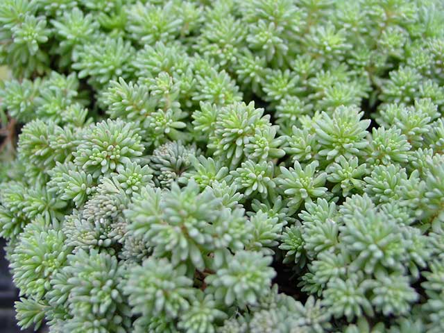 Sedum-'Purple-Form'-Hispanicum.jpg