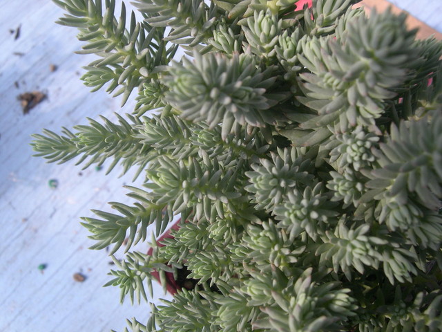 Sedum+rupestre+Blue+Spruce+1.jpg