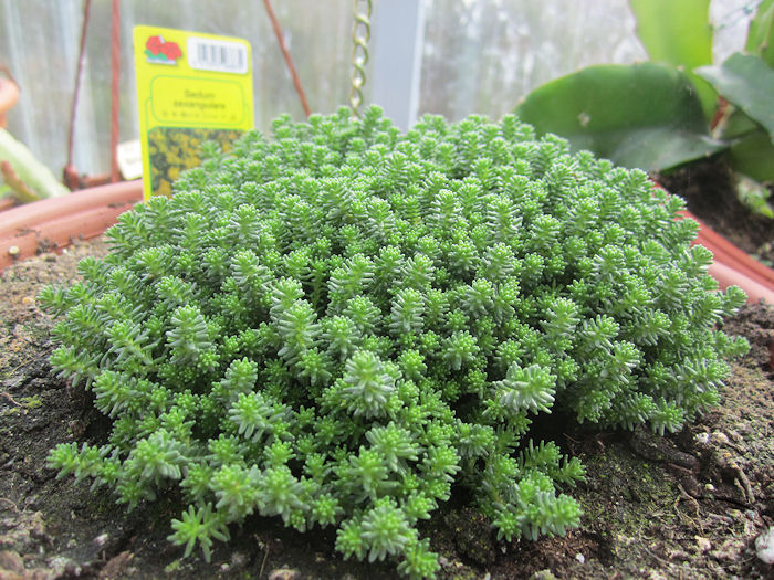 sedum+sexangulare+24+marzo+2012.JPG