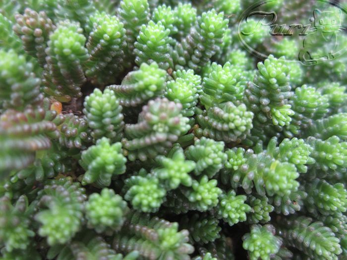 sedum+sexangulare.jpg