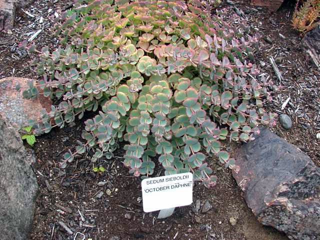sedum+sieboldii+aka+october+daphne.jpg