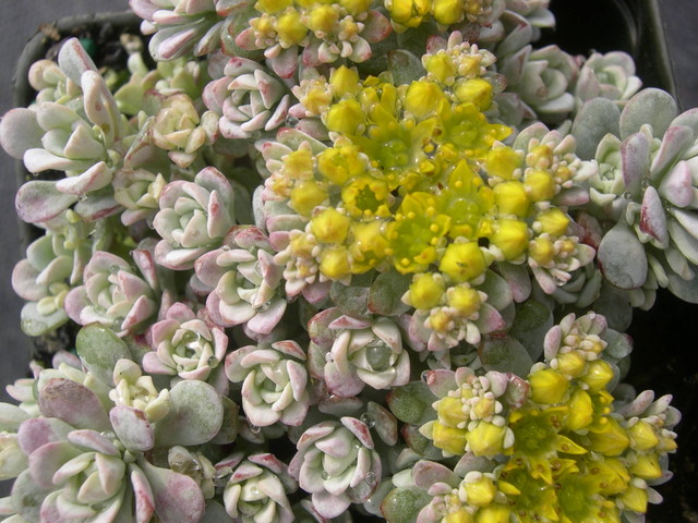 Sedum+spathulifolium+Silvermoon+1.jpg