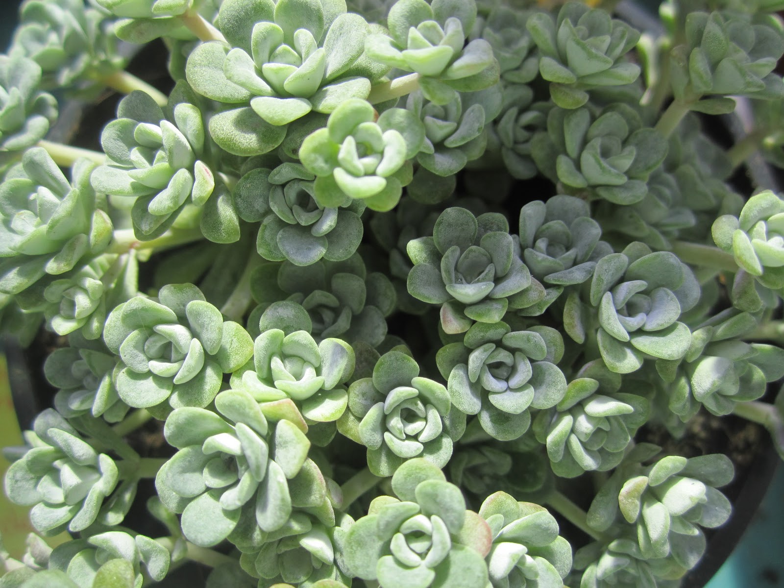 sedum+spathulifolium3.jpg