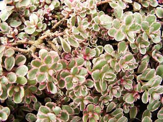 sedum-spurium-tricolor.jpg