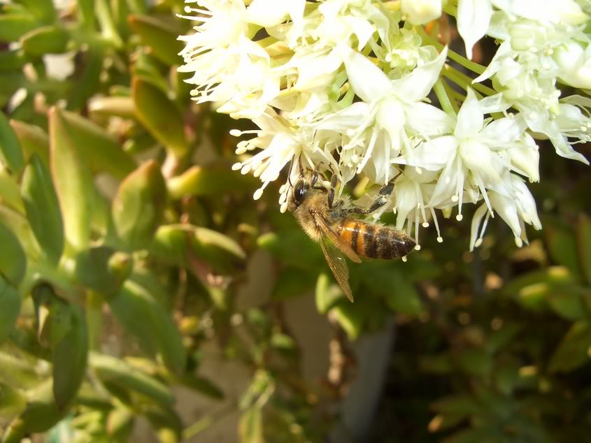 sedum003.jpg