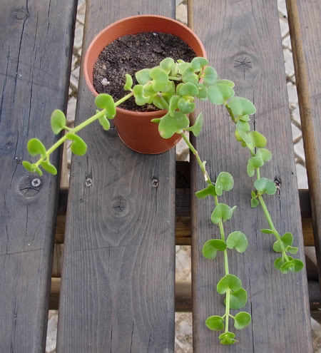 sedum04_2008.jpg