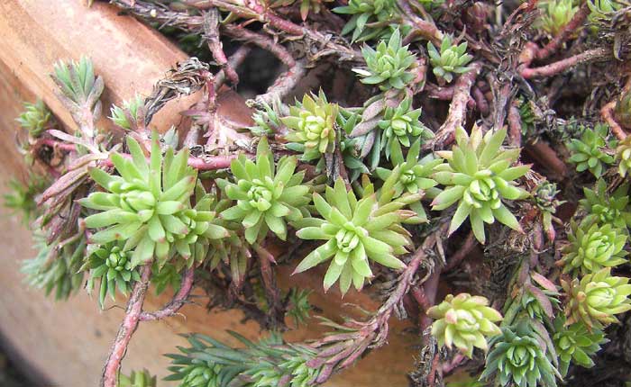 sedum11.jpg