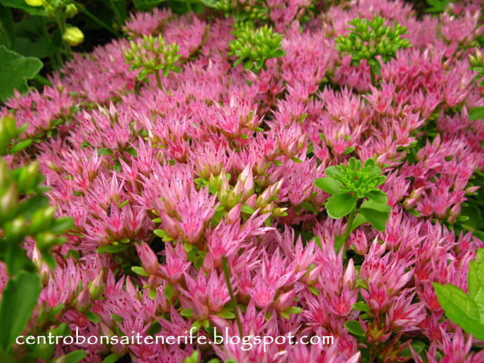 sedum1x.jpg