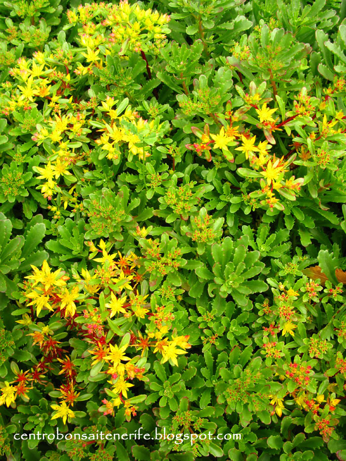 sedum2.jpg