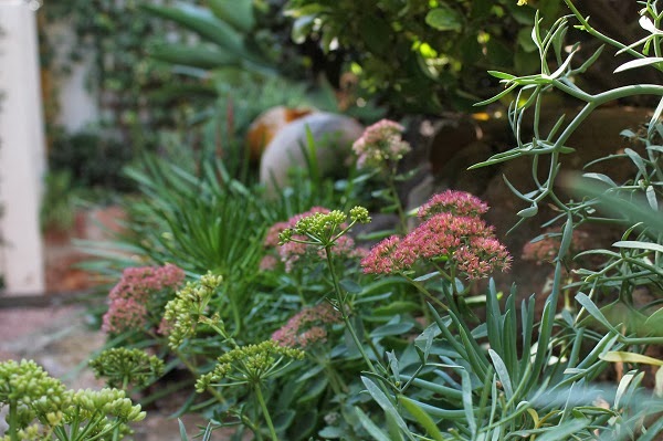 sedum2.jpg