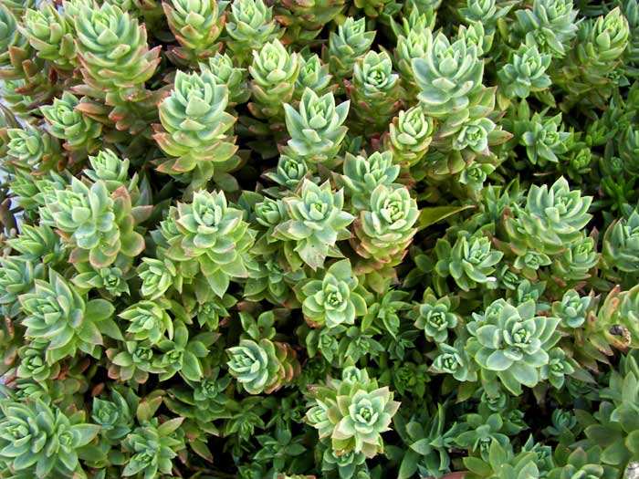 sedum21.jpg