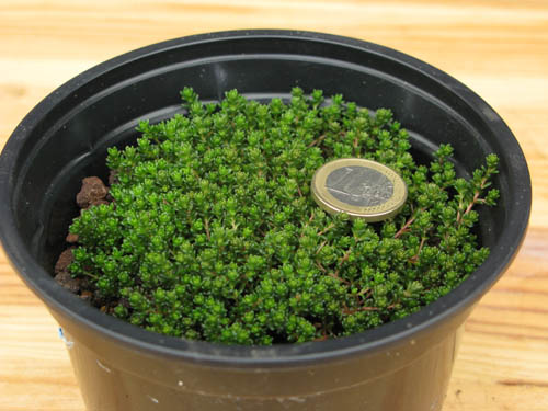 sedum3.jpg