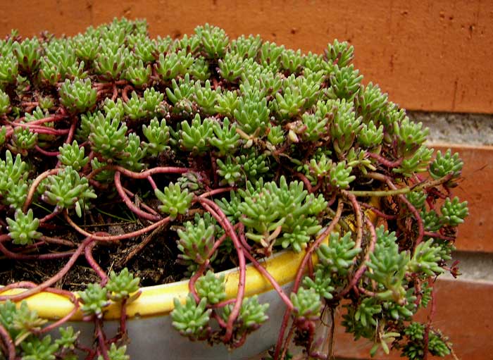 sedum3.jpg