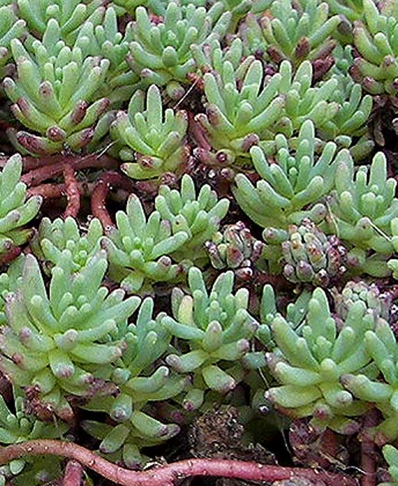 sedum31.jpg
