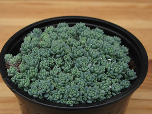 sedum4.jpg