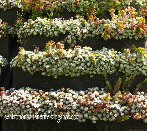 sedum5.jpg