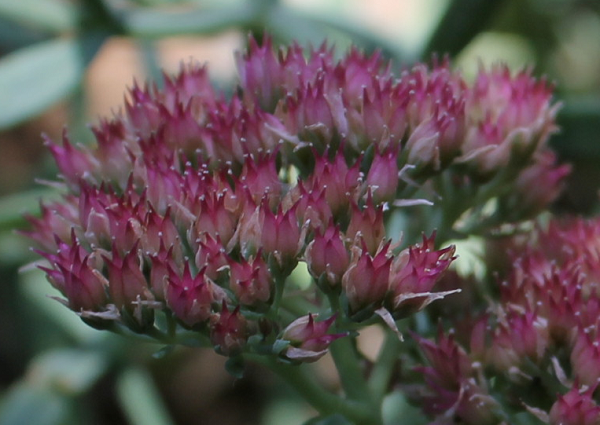 sedum5.png