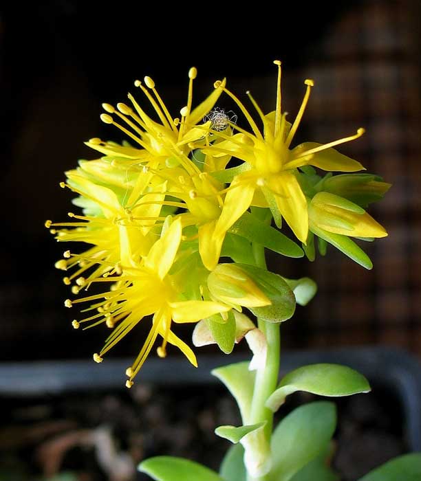 sedum51.jpg