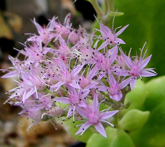 sedum6.jpg
