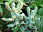 sedum_allantoides.jpg