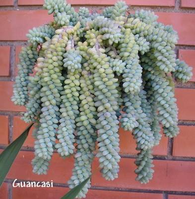 sedum_burrito_guancasi.jpg