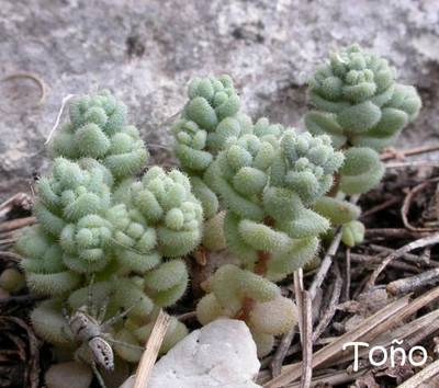 sedum_dasyphyllum_to_o.jpg
