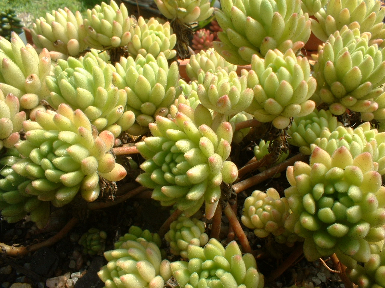 Sedum_hirsutum.JPG
